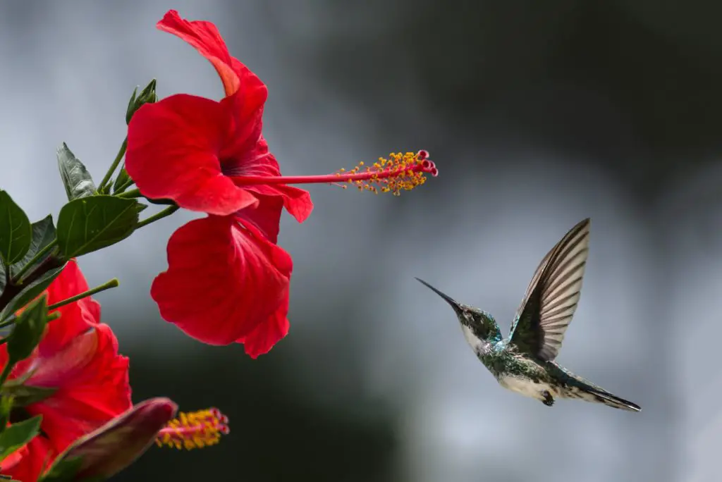 are hummingbirds attracted to red