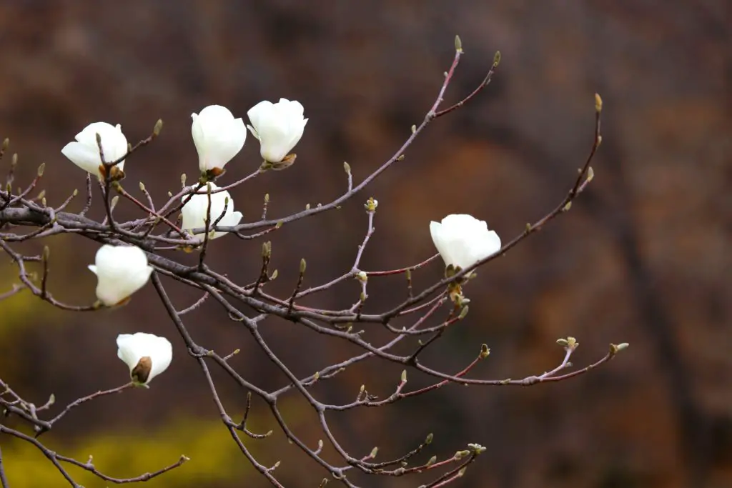 deciduous magnolias