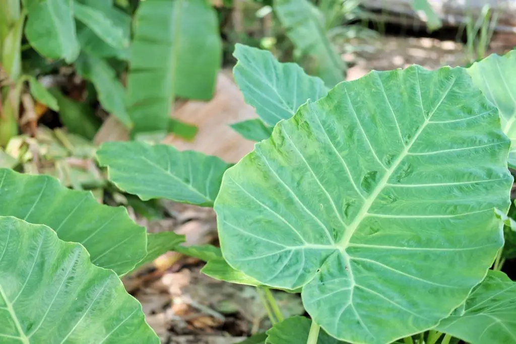 do deer eat elephant ear plants