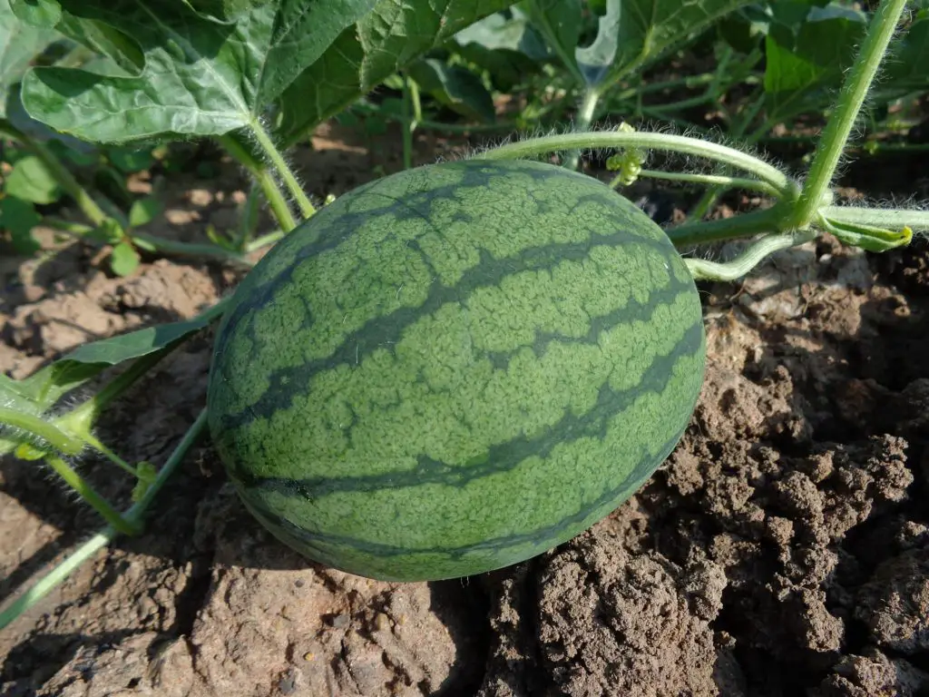 how many watermelons per plant