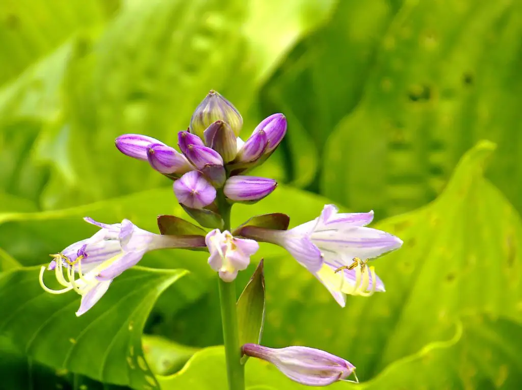 should I let my hostas bloom