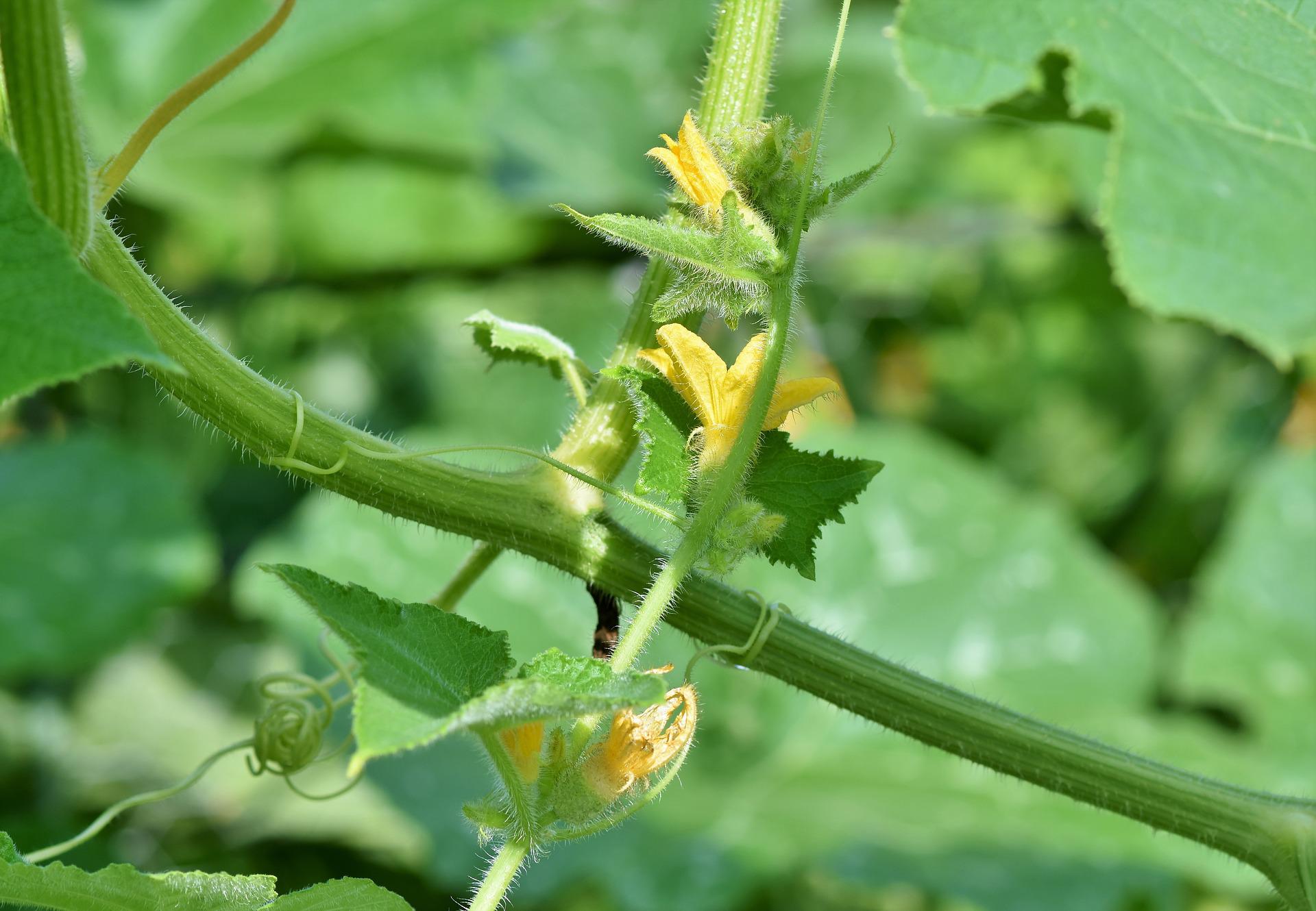 tomato plant flowering