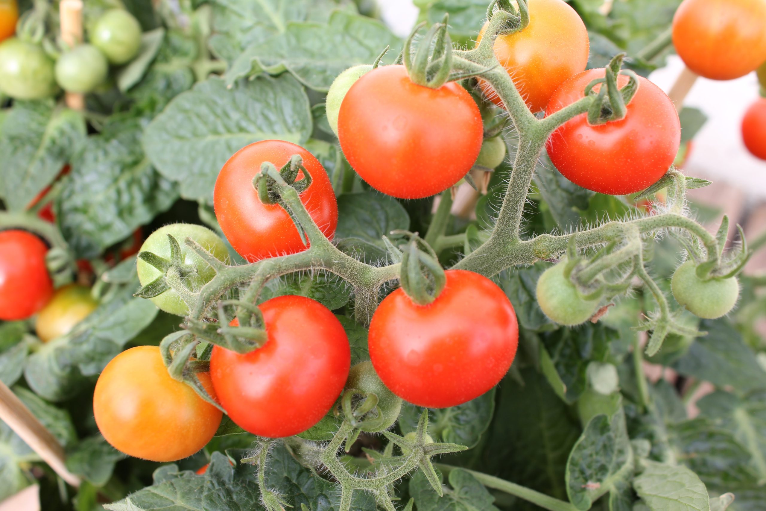 tomato plant fuzz