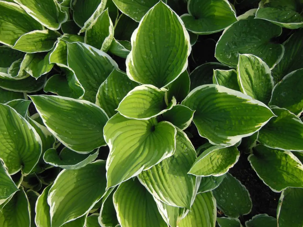 when do hostas bloom