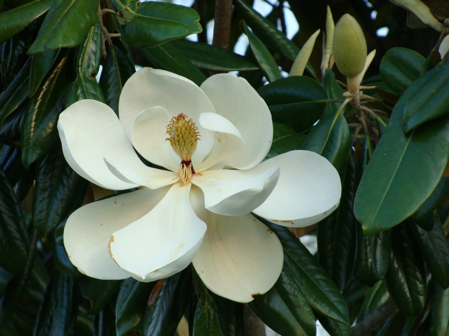 When Do Magnolias Bloom? Our Little Yard
