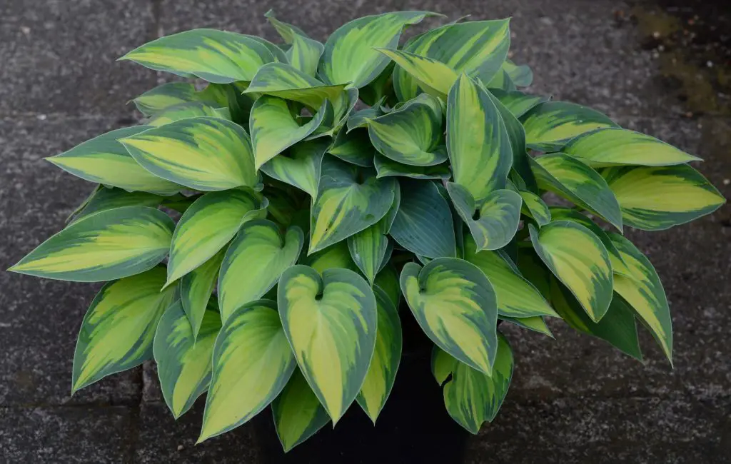 when to divide hostas