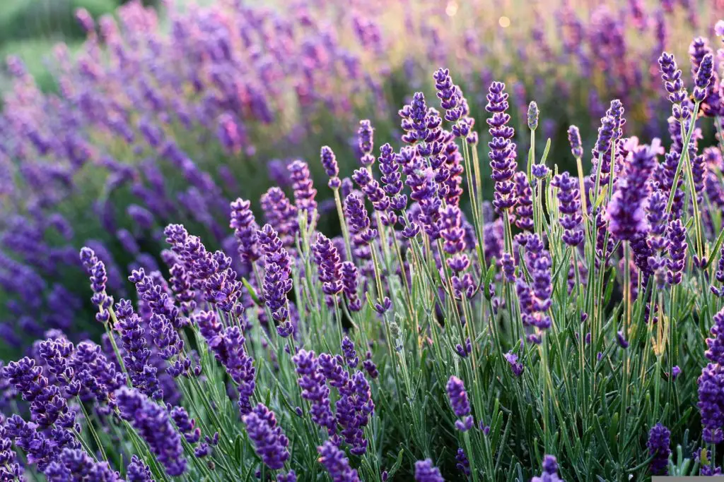 do lavender plants attract snakes