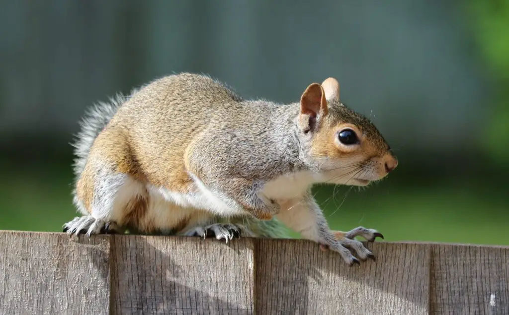 do squirrels eat herbs