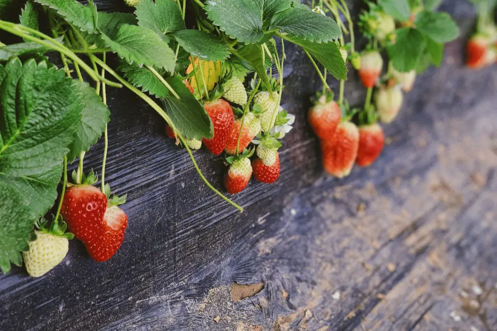 how often should you water a strawberry plant