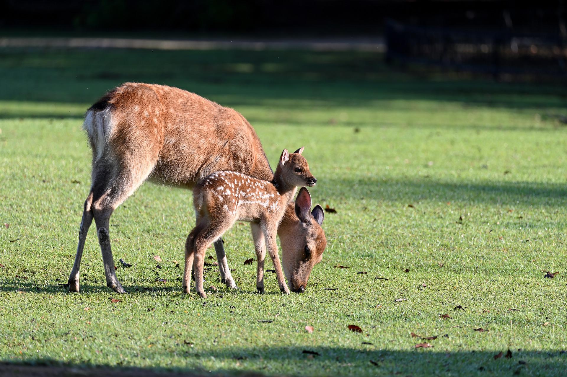 what-animals-eat-grass-our-little-yard