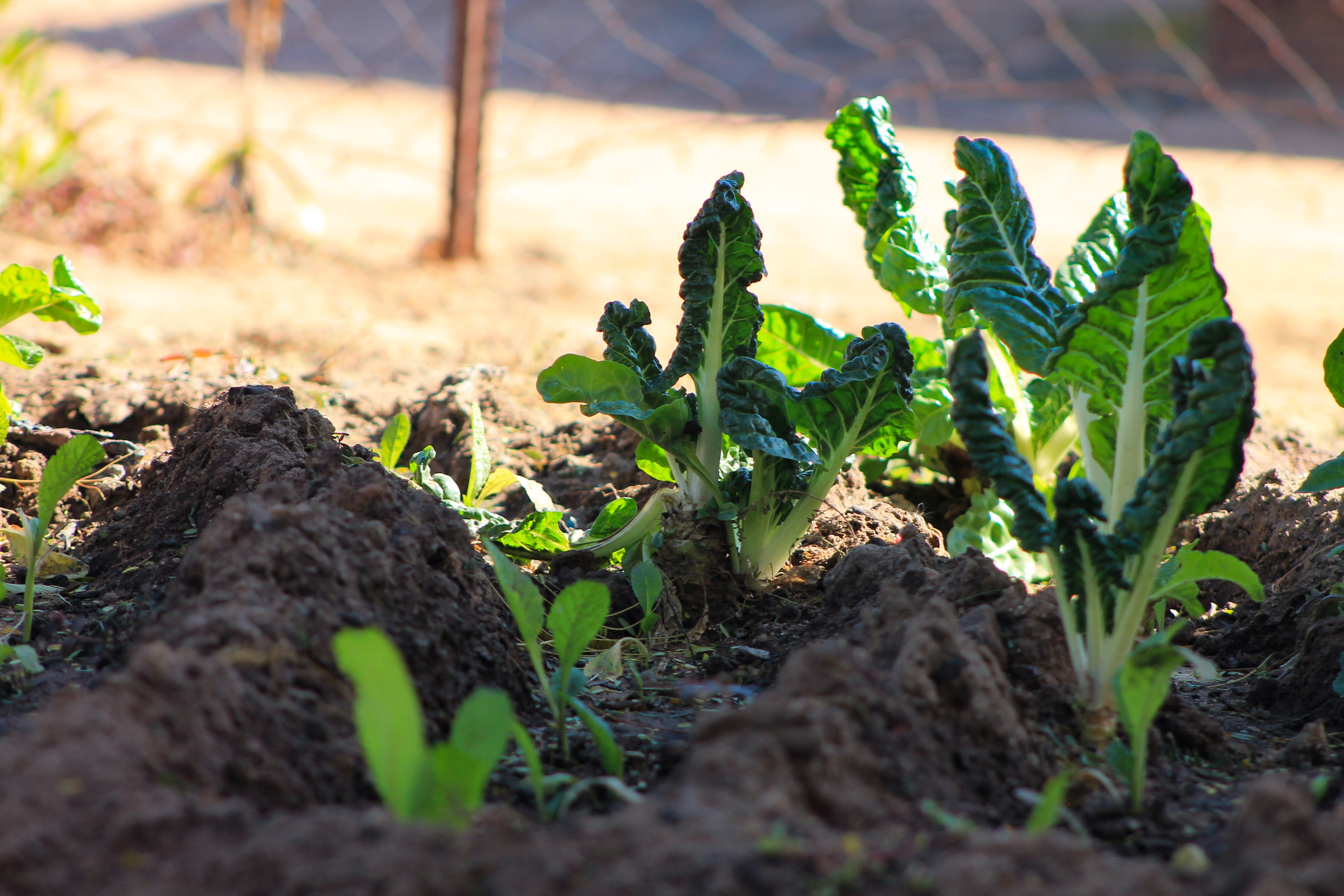 can you grow a vegetable garden in the shade