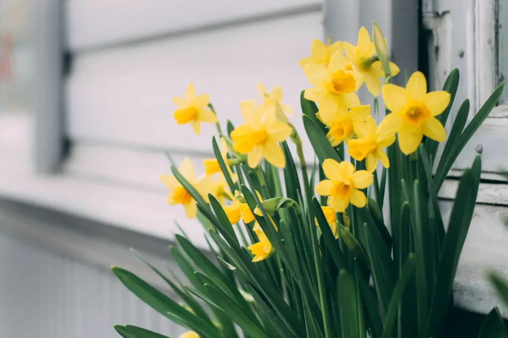 what to do with daffodils after flowering