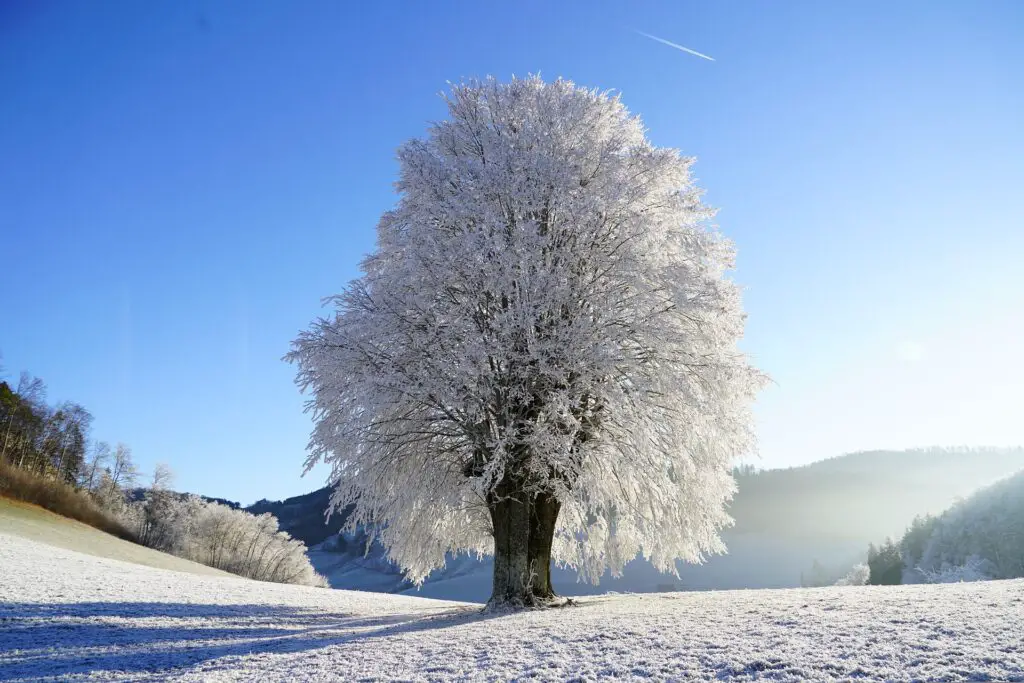 are some trees ice resistant