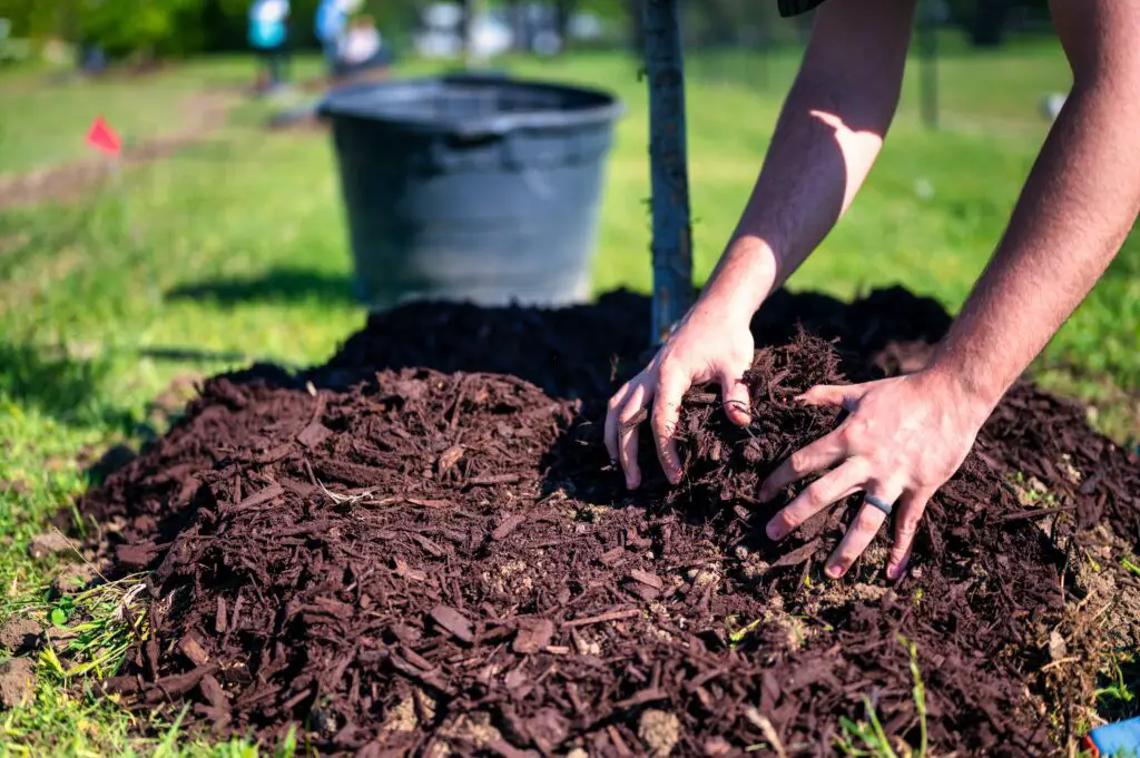 how often should you mulch