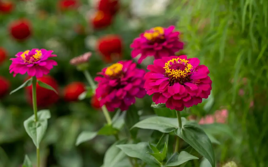 do deer each zinnias