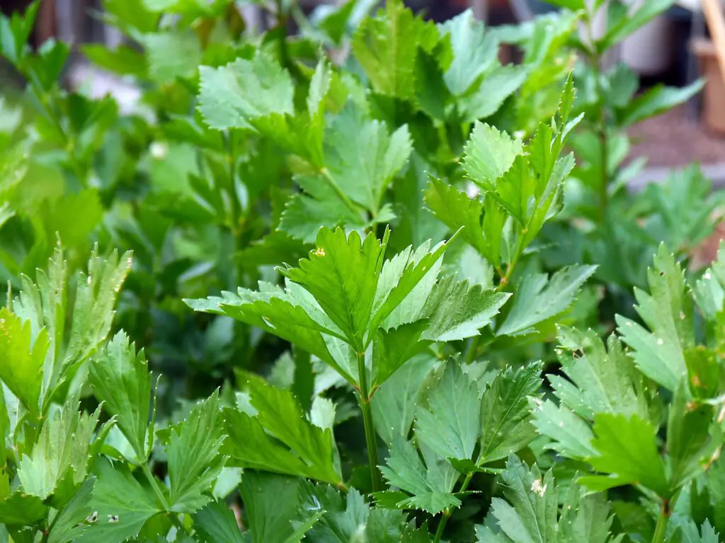 do squirrels eat parsley