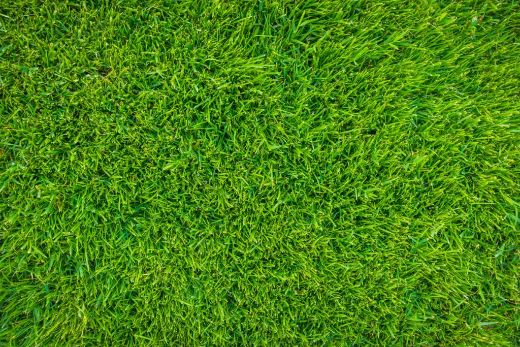 how often- can i apply sulfur to my lawn